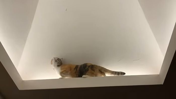 虫を見上げるモモちゃん