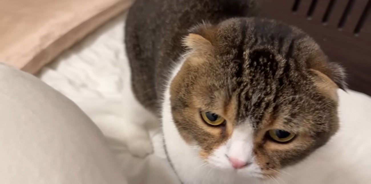 ベッドの上に立っている猫