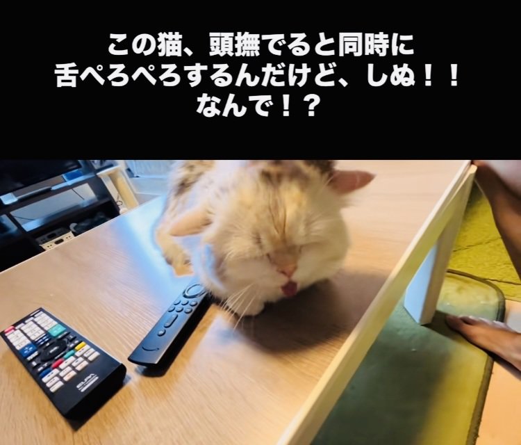 投稿主さんに頭を撫でられ舌をぺろぺろするミヌエット