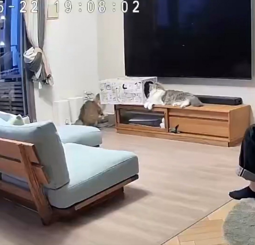 箱に入ろうとする猫