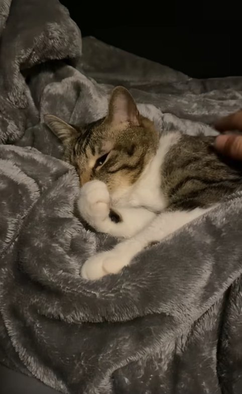 右前足を丸めて毛布の上に横たわる猫（字幕なし）
