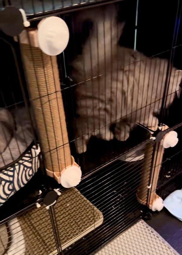 落ち着かない猫