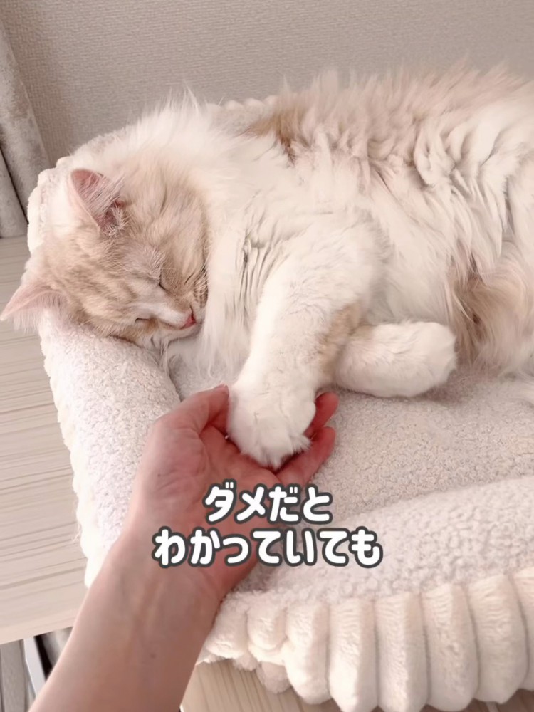 寝ている猫