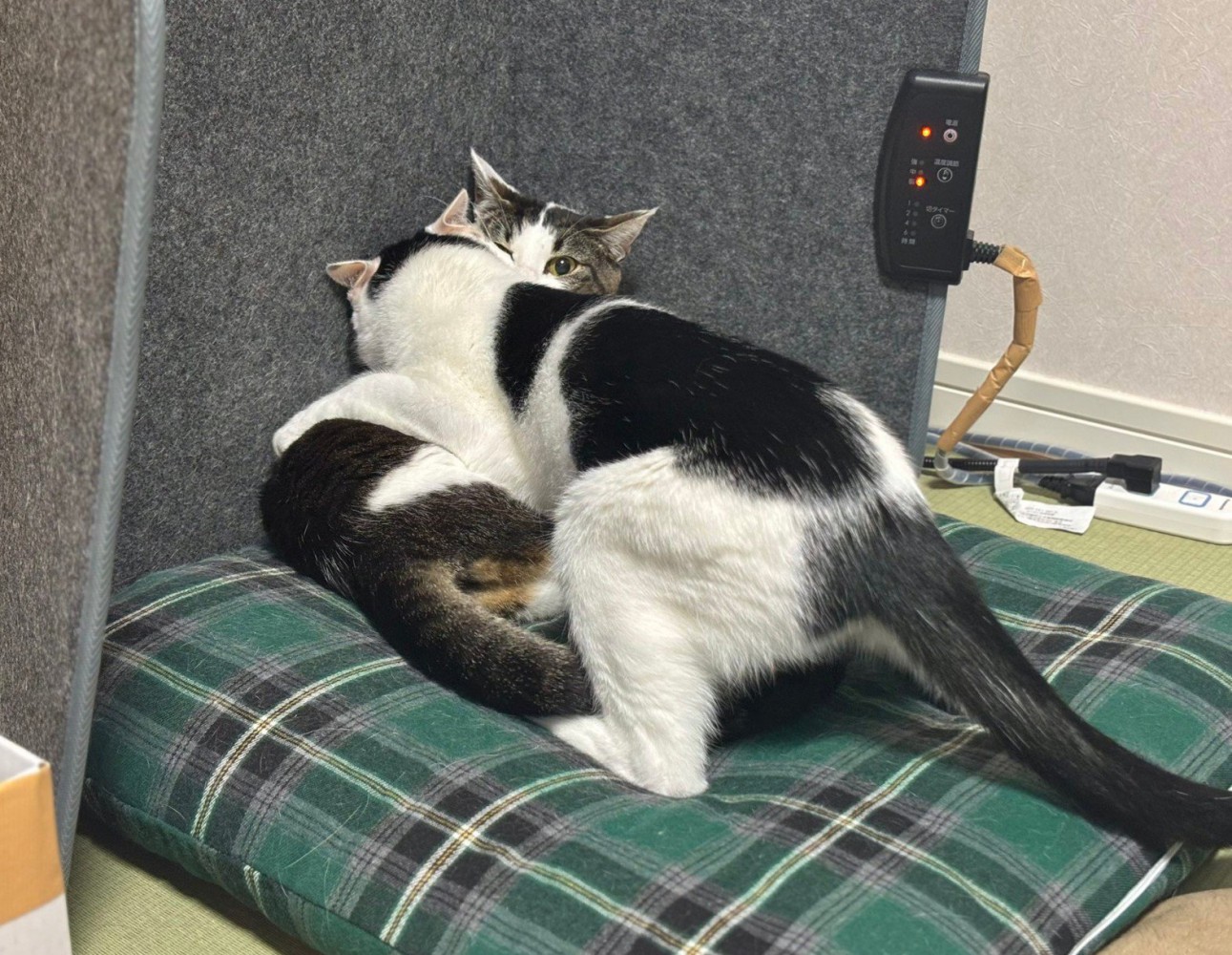 ケンカする2匹の猫