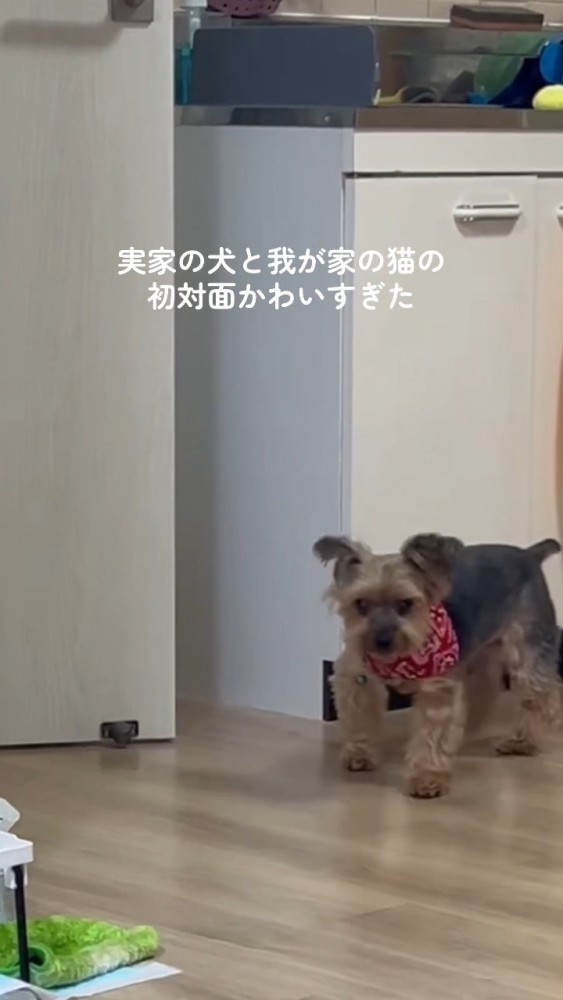 方向転換して帰っていく犬さん