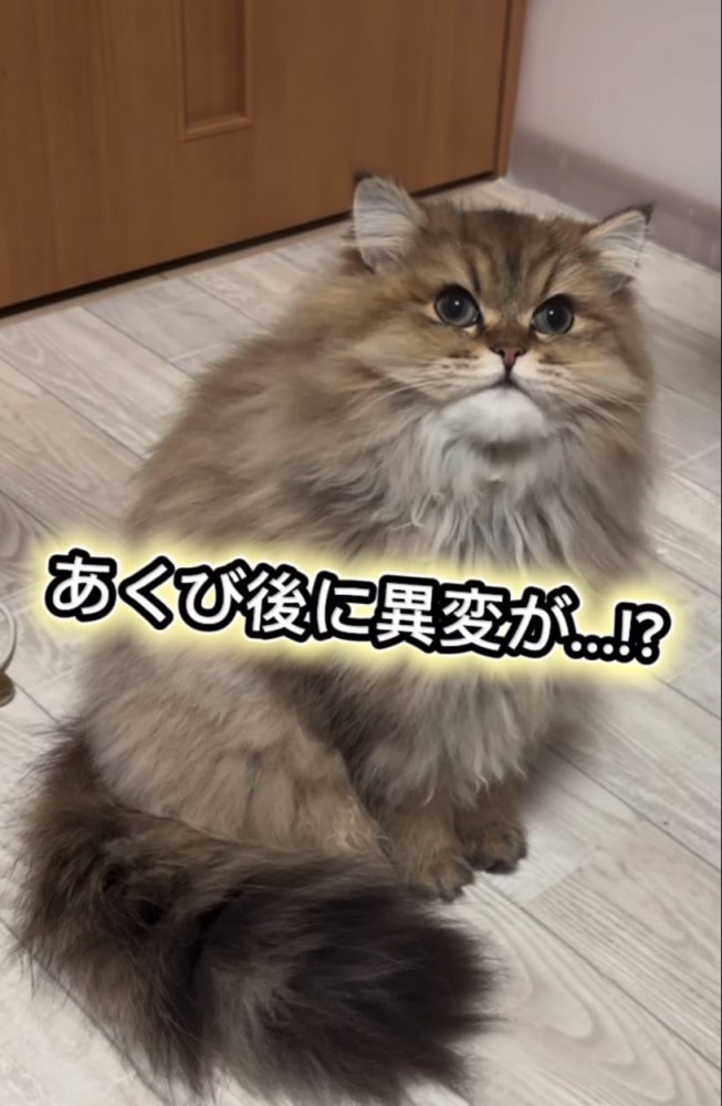 口を閉じるぷんちゃん