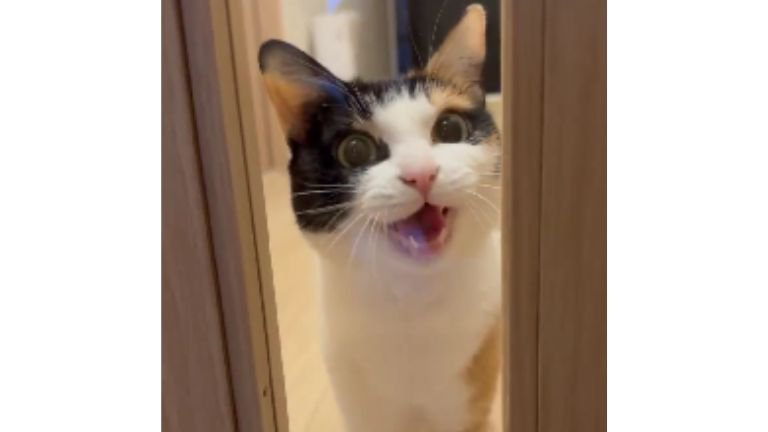 ドアの前にいる猫