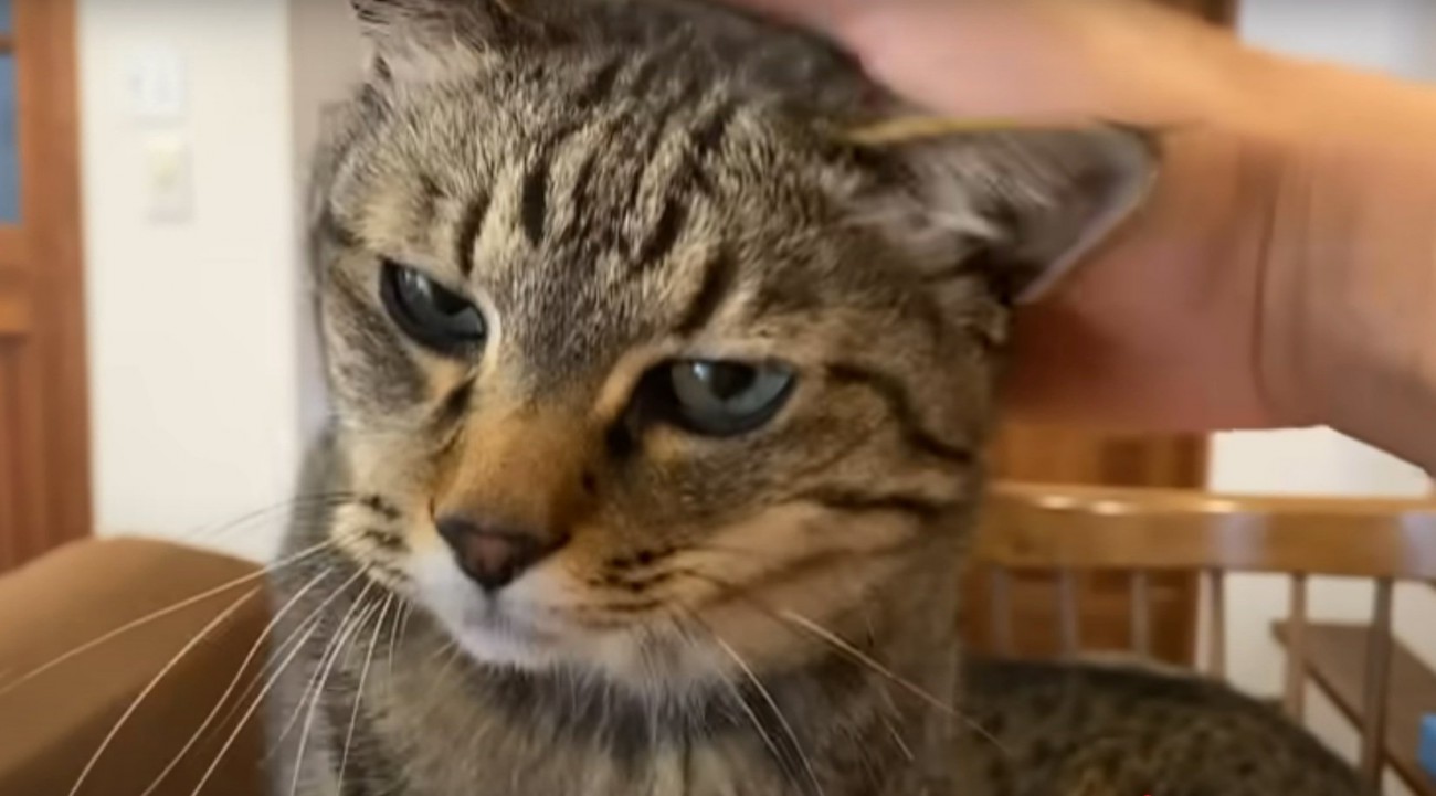 飼い主に甘える猫