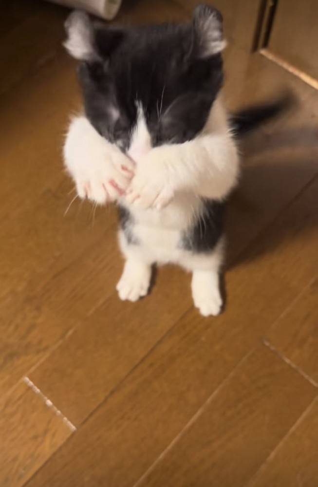 後ろ足で立って前足を動かす子猫