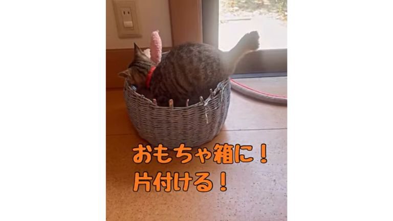 箱に入る猫