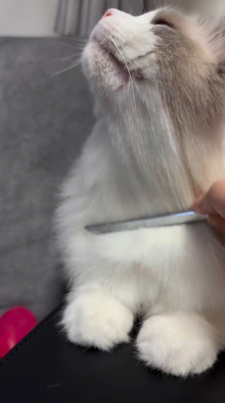 飼い主にブラッシングされて嬉しそうな表情をする猫