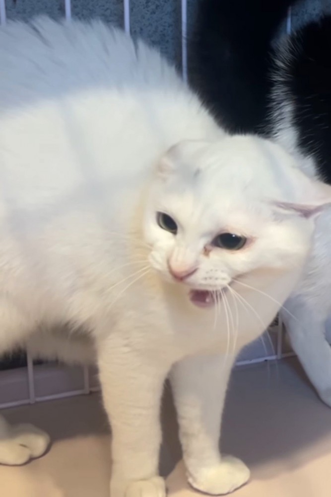 威嚇する白猫