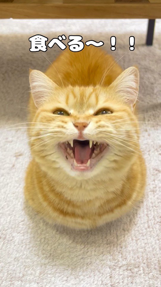 口を大きく開けて飼い主の言葉に応える猫