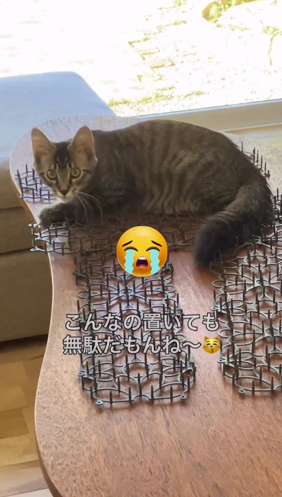 猫よけマットの上に座り込む猫