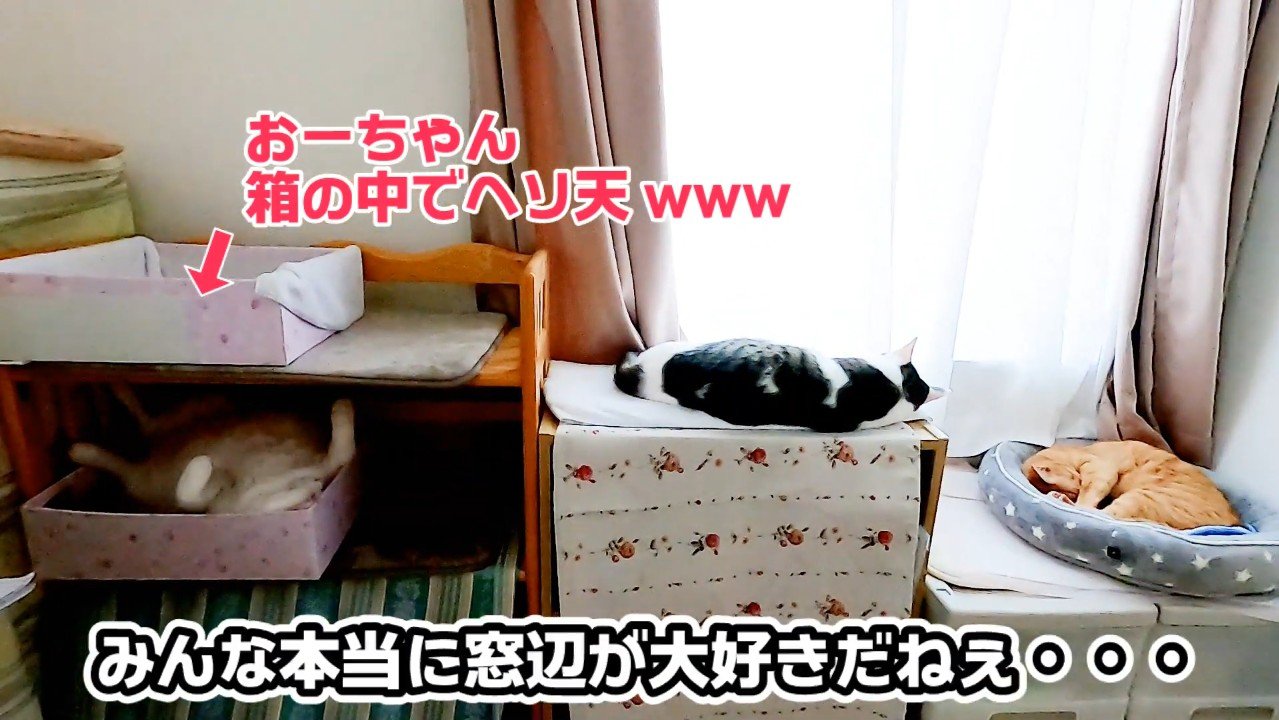 みんなでお昼寝