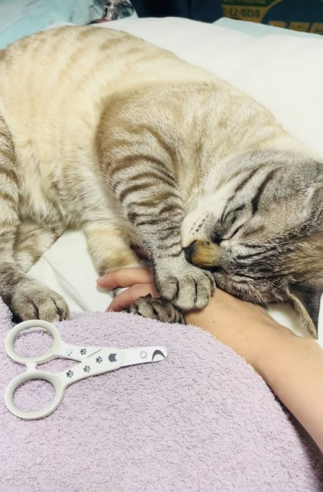 ママの手を掴んで寝たふりをするシャムミックス