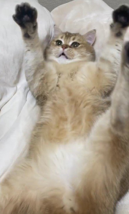 バンザイする猫