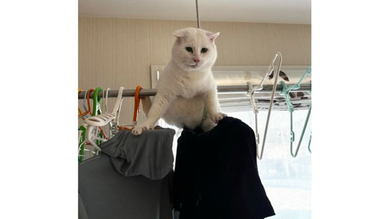 洗濯物と猫