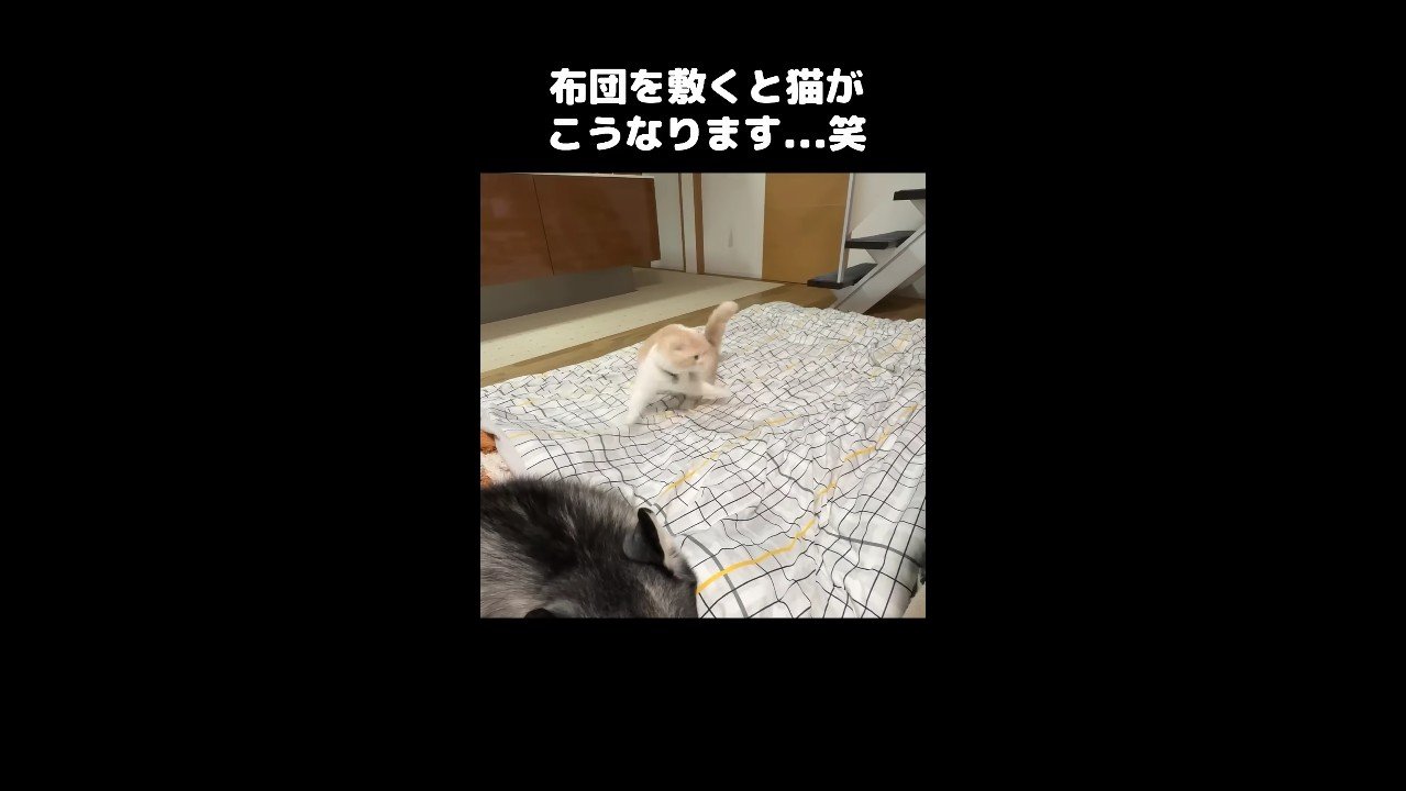 飛びかかり中
