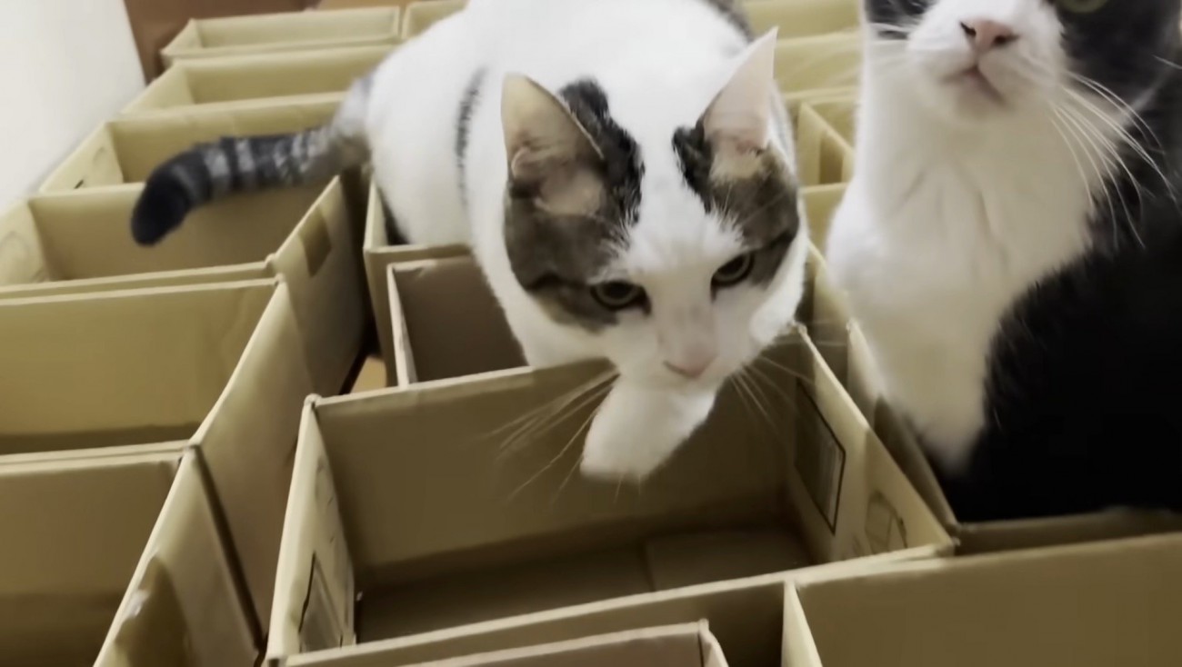 おやつを追う豆大福