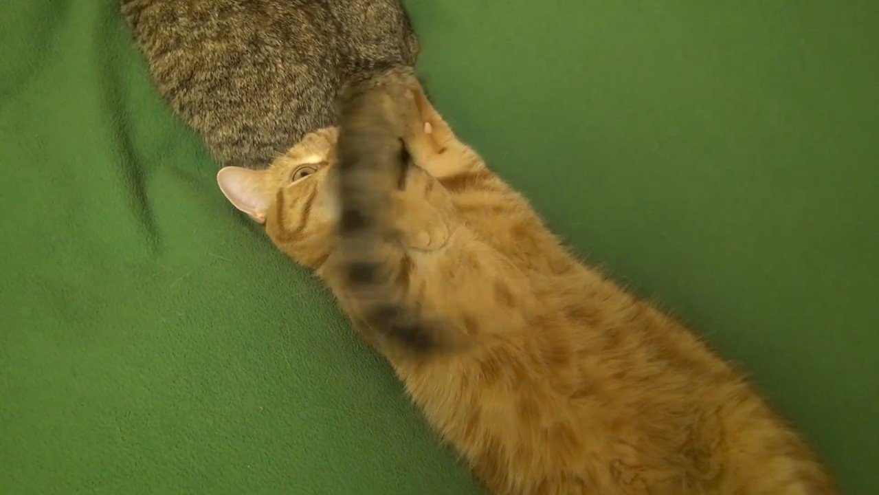 動く尻尾