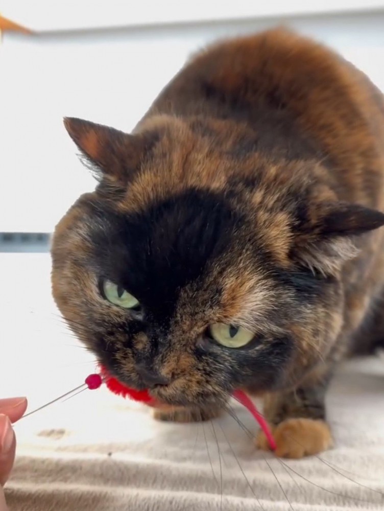 おもちゃを噛む猫