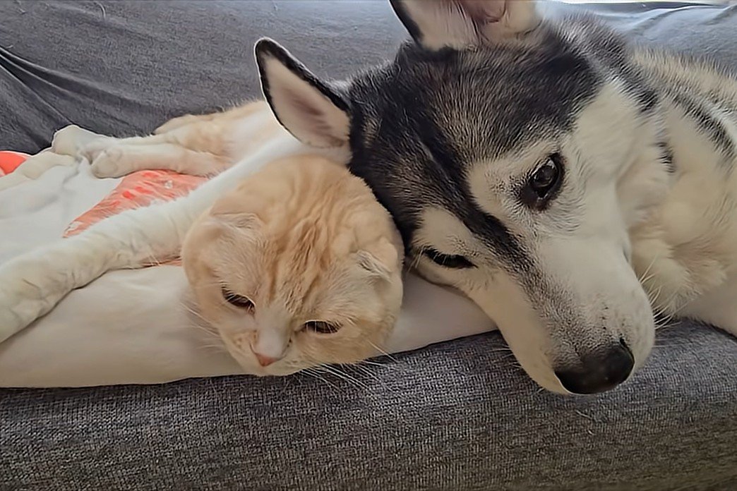 顔を寄せ合う猫と犬