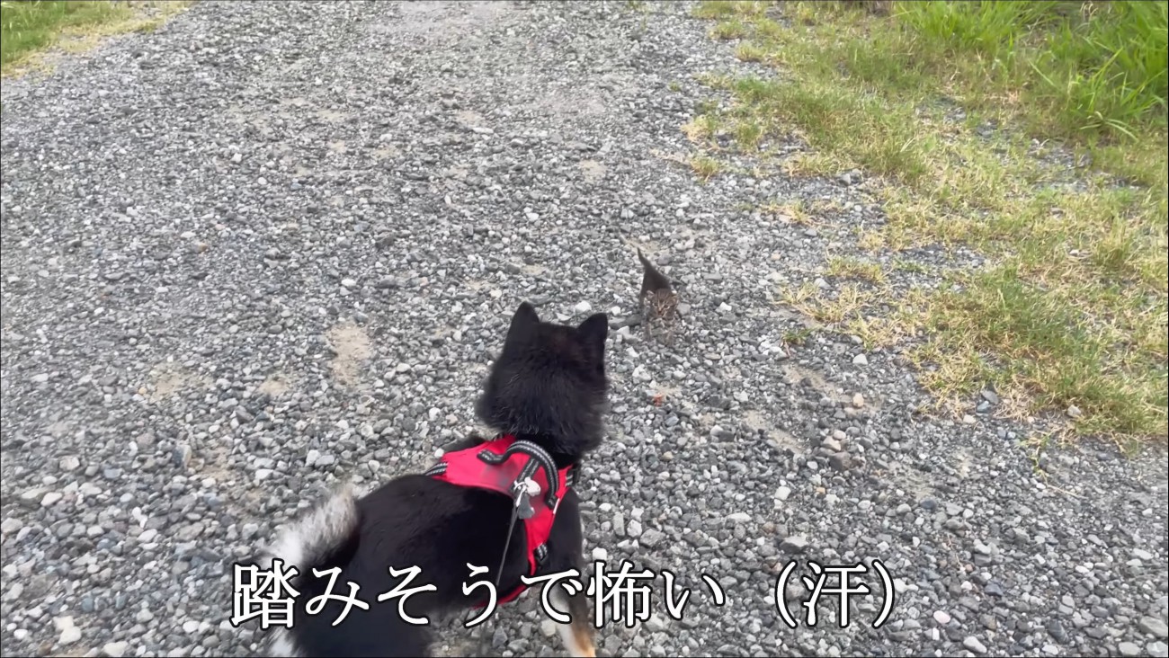向き合う犬と子猫