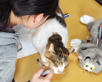 幸せそうな猫と女の子