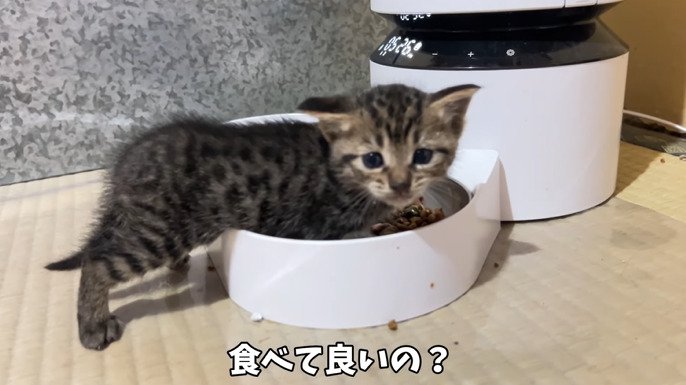 お皿に足を突っ込む子猫