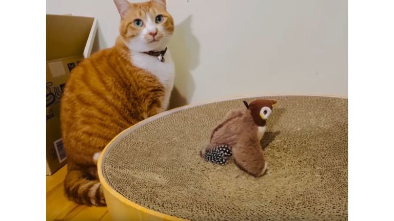 猫と鳥のおもちゃ