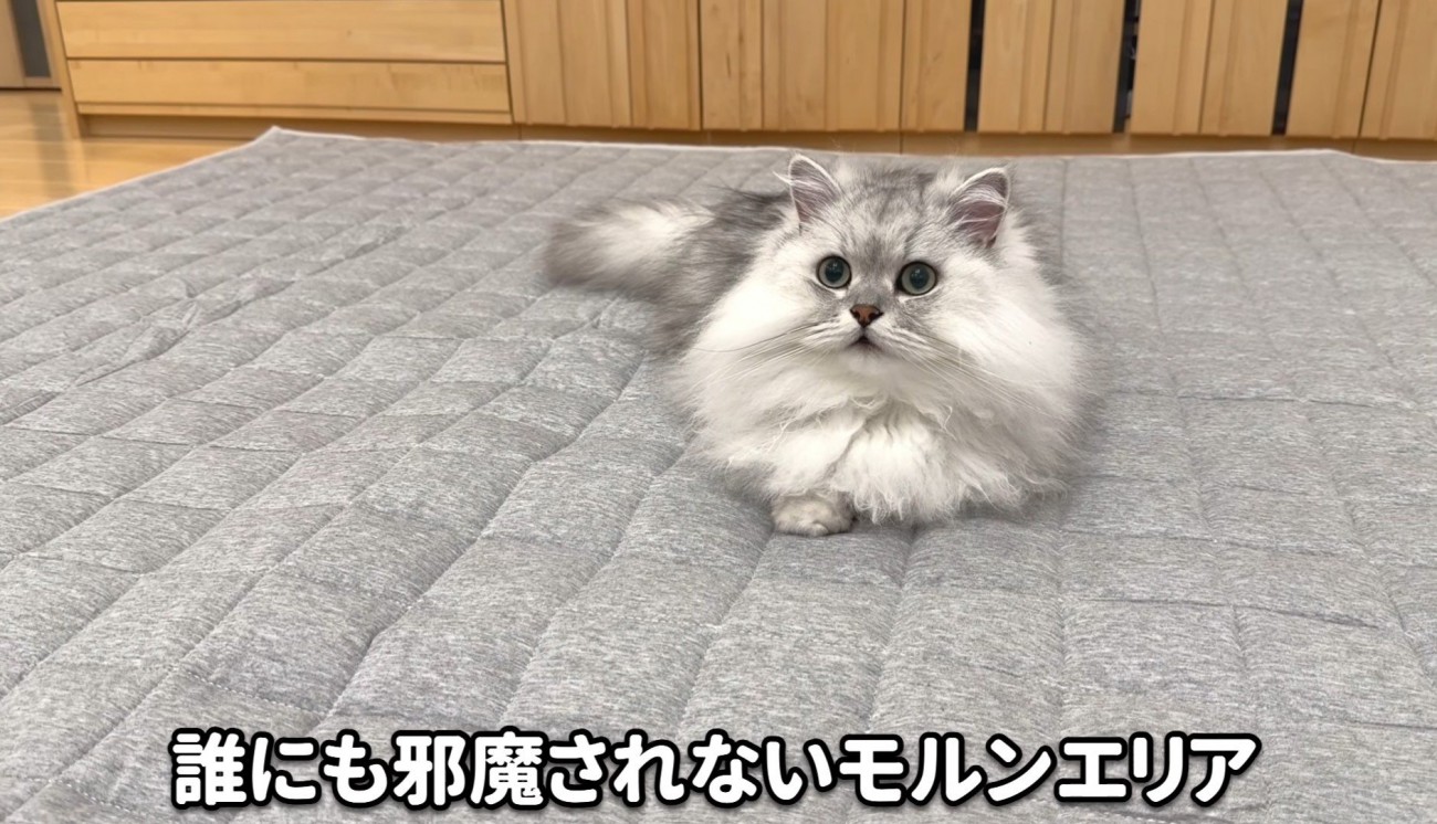 すわっている猫