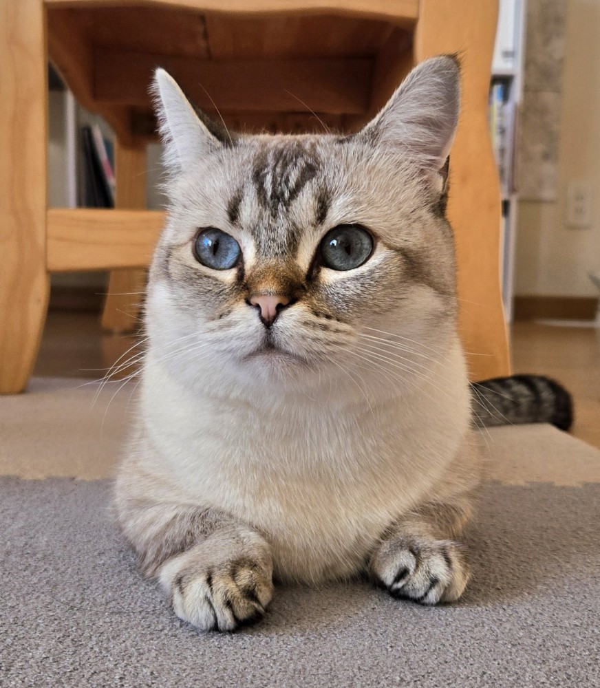 座っているマンチカンの男の子