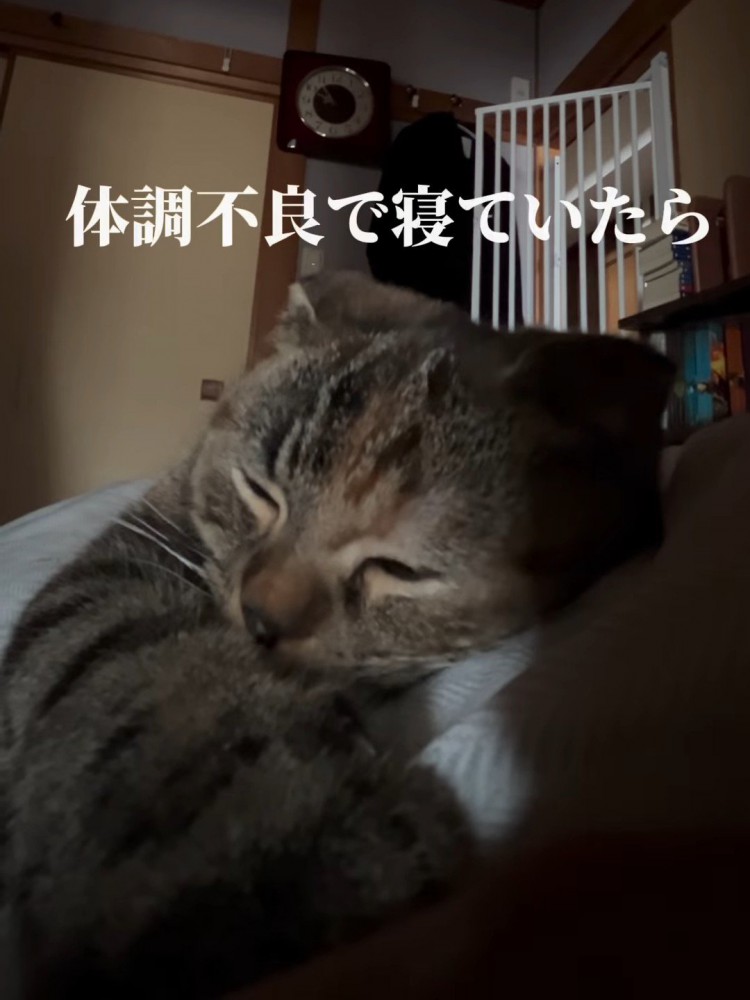 寝ている猫