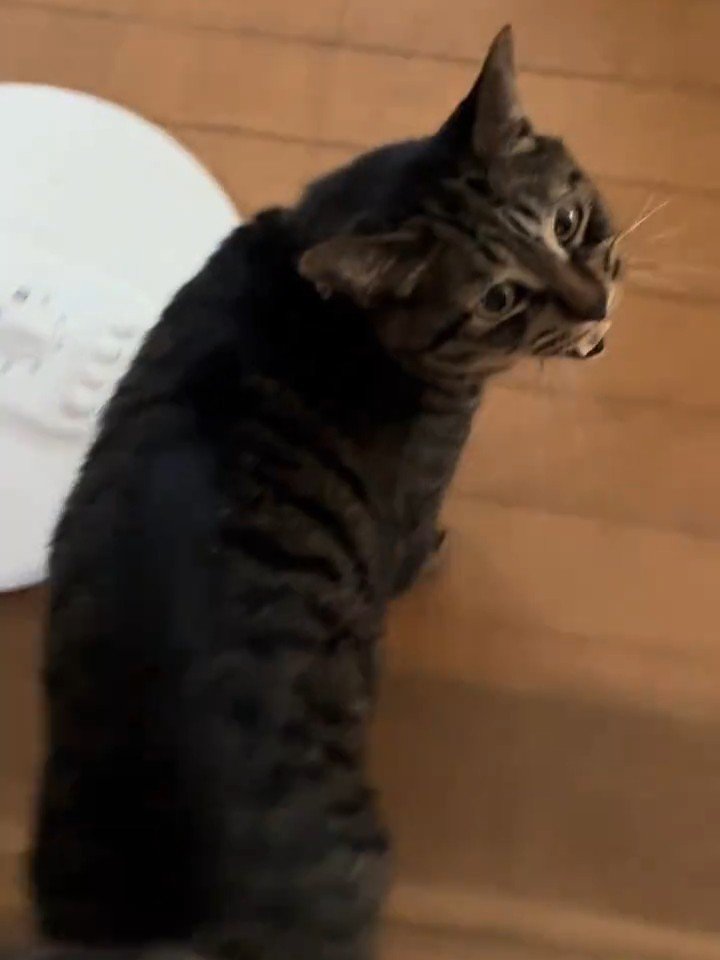 振り向いて鳴く猫