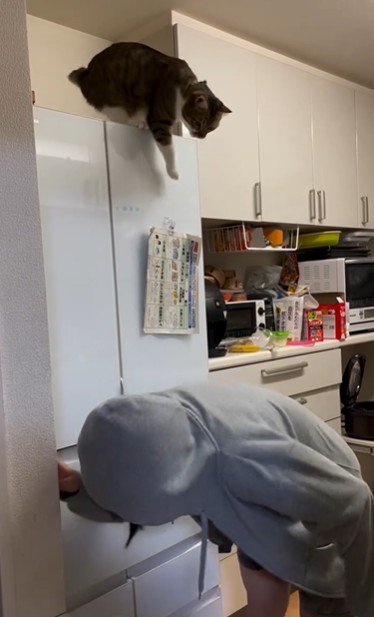 冷蔵庫の上に座っている猫とそれを見ている人