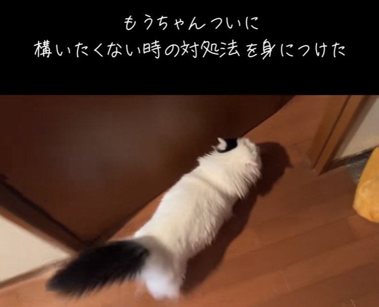 ドアに向かって歩くマンチカン