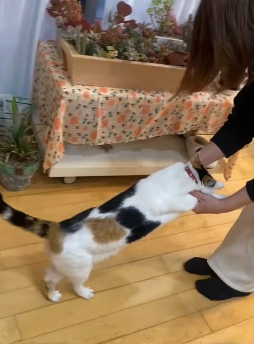 飼い主に前足をもたれて歩いているミケ猫