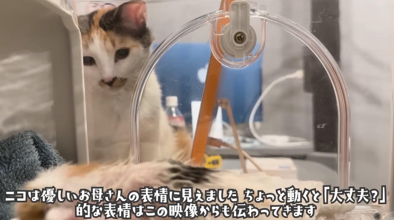 子猫を見守る猫