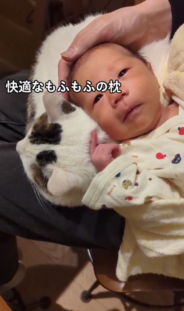 猫に頭をのせている赤ちゃん