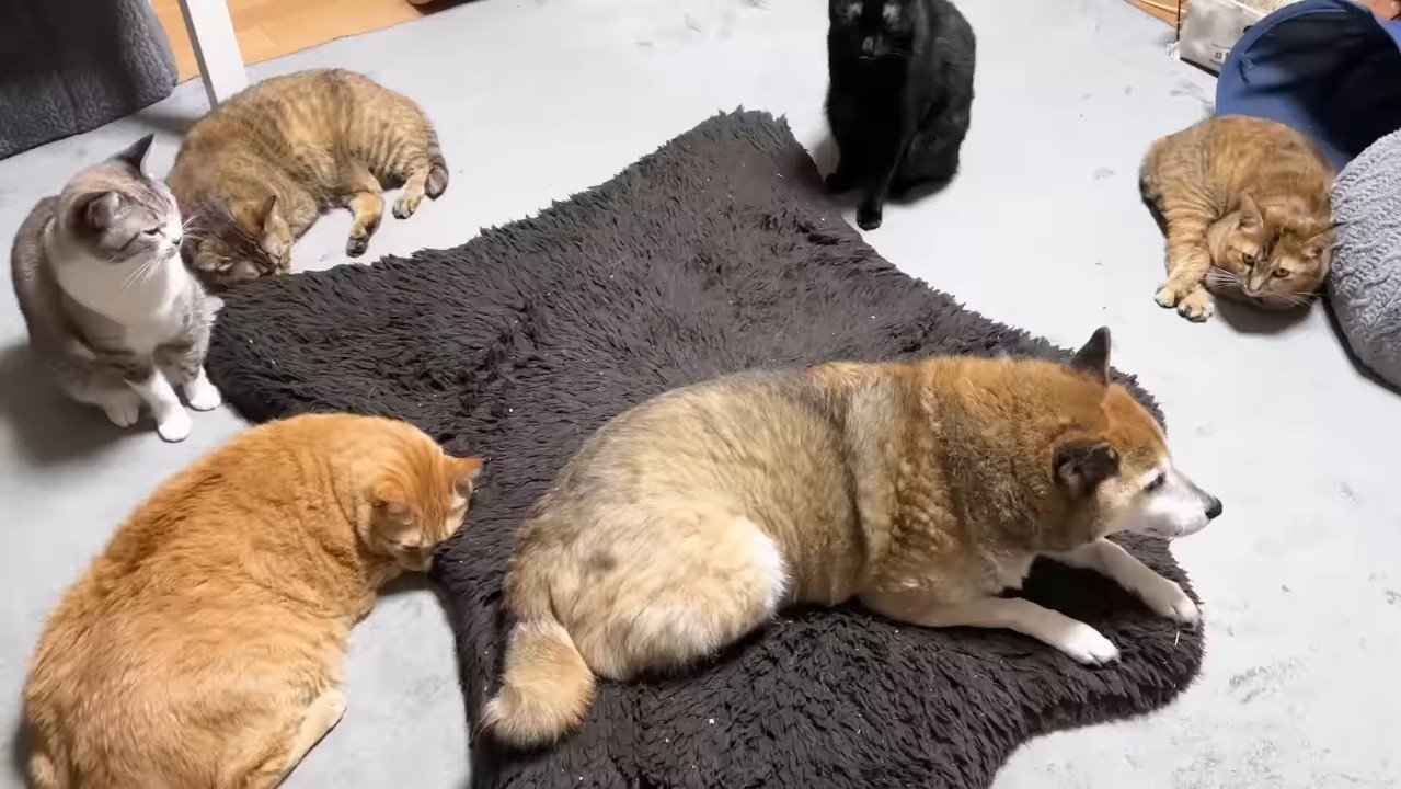 リキくんと5匹の猫さん