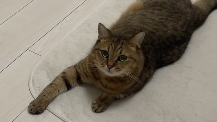 丸顔のみにら君