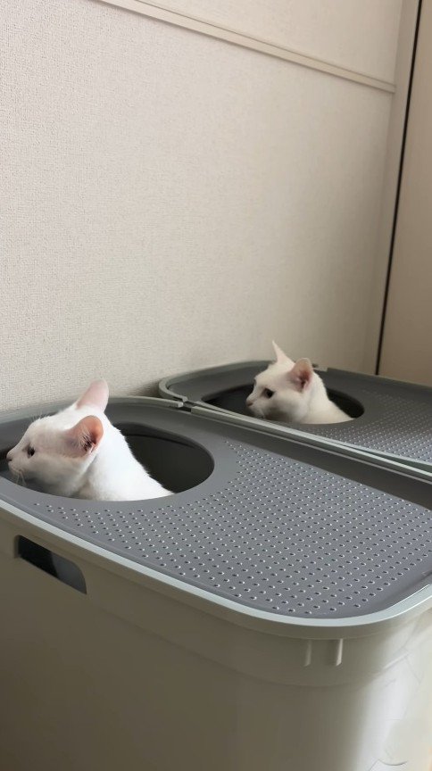 同じ方向に顔を向ける猫2匹