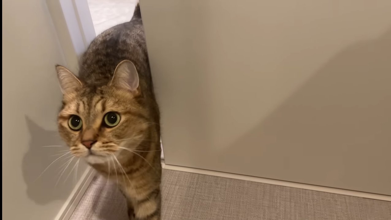 入ってきて