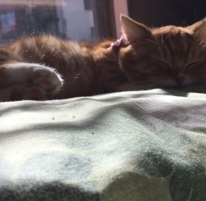 窓辺で昼寝をする猫