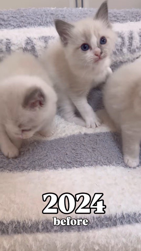 カメラを見上げる子猫