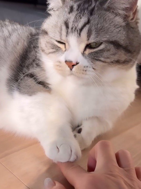 女性の指の上に前足を置いて、遠くを見つめる猫