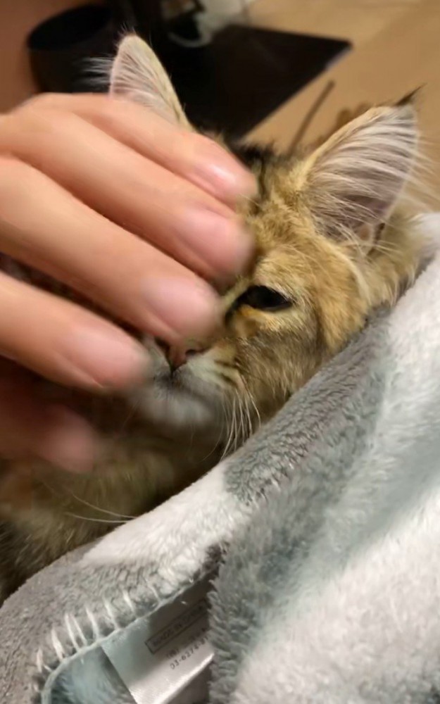 横から顔を撫でられる猫
