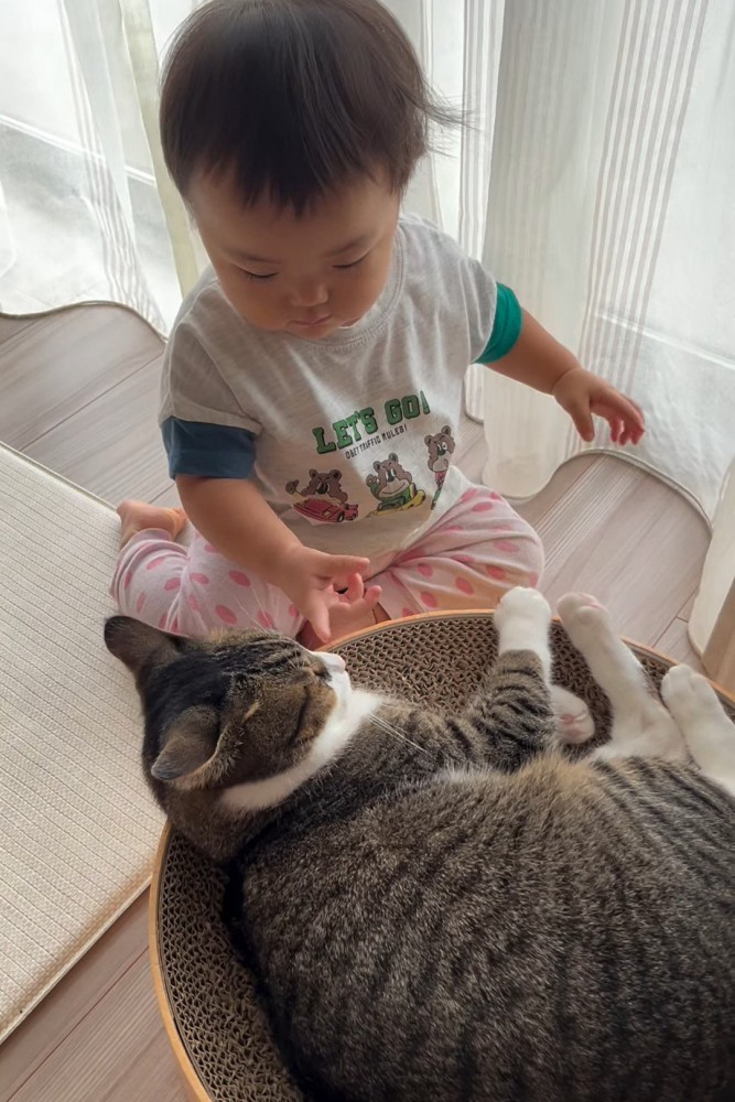 猫の顔に手を近づける赤ちゃん