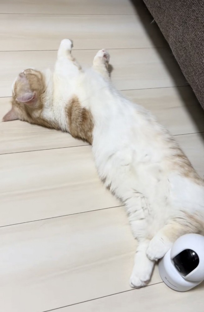 床暖房に寝転がるマンチカン